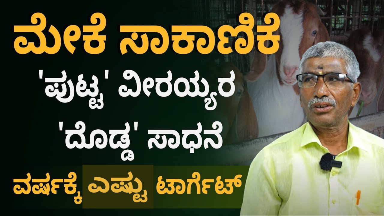 Goat Farming |  Putta Veerayya ಇವರ ಲಾಭದಾಯಕ ಮೇಕೆ ಸಾಕಾಣಿಕೆ ರಹಸ್ಯಗಳು! | ಮೇಕೆ ಸಾಕಾಣಿಕೆಯಿಂದ ಯಶಸ್ಸು ಹೇಗೆ?
