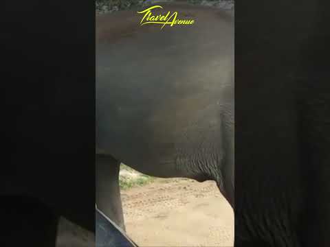 Watch: Scary Elephant Attack To A Safari Jeep In Sri Lanka