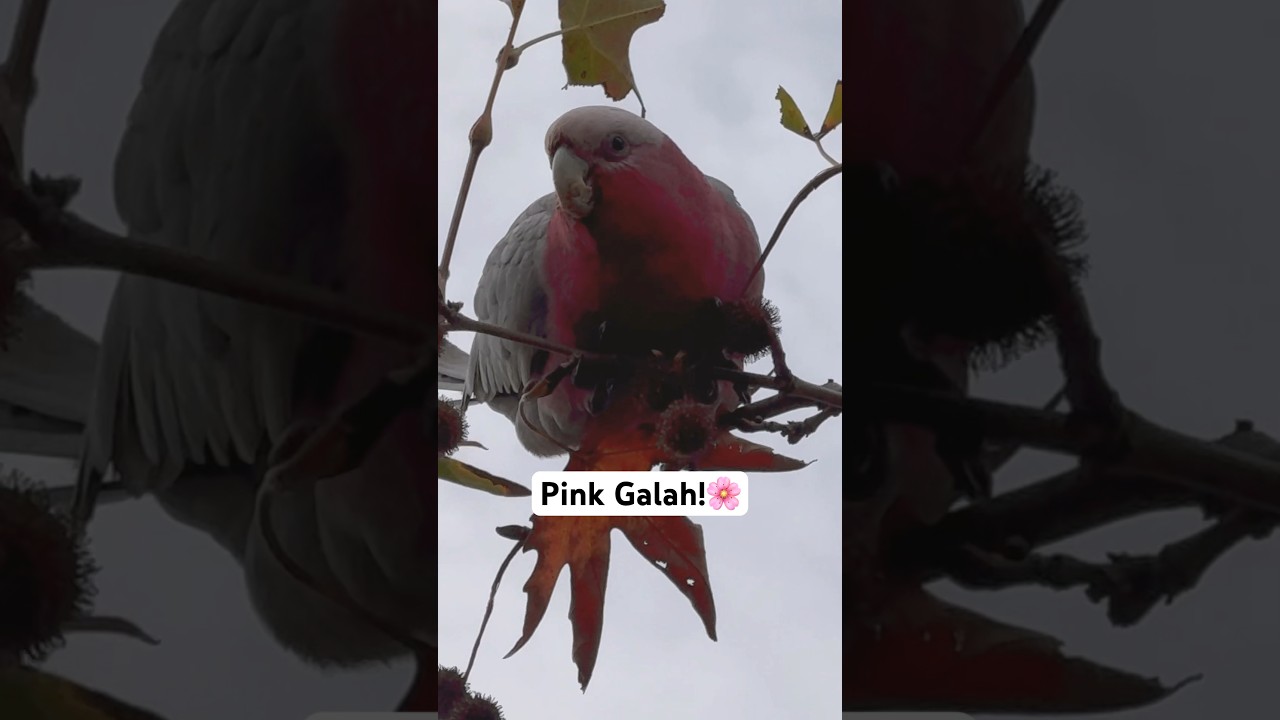 Galah Cockatoo Sounds!
