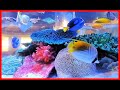 【Kids toyBox 水族館シリーズ 05】★ 熱帯魚 / Aquarium / 癒し リラックス★