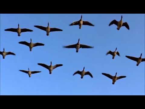 მწერები