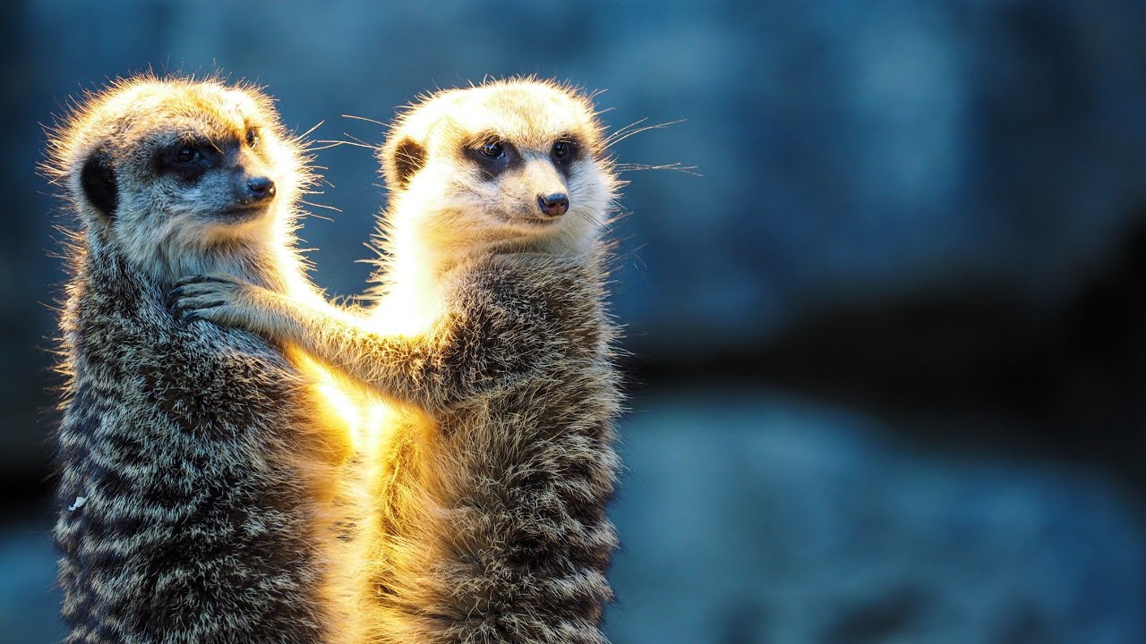 Meerkats Meeting | The Secret Life of a Meerkat Family 🦡🦡🦡🦡🦡🦡🦡
