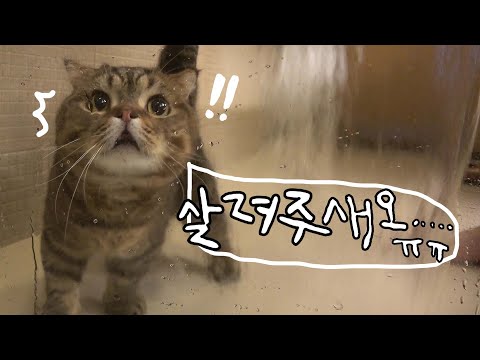 [키티빌런즈] 루루애오.. 살려주새오...