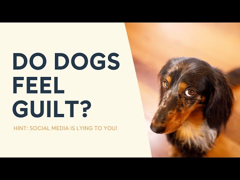 Do Dogs Feel Guilt? Hint: Social Media is Lying to You