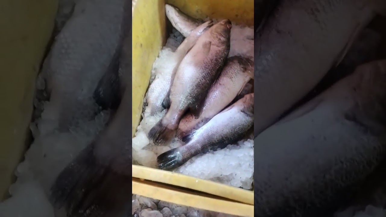 MRX fish all vayarties