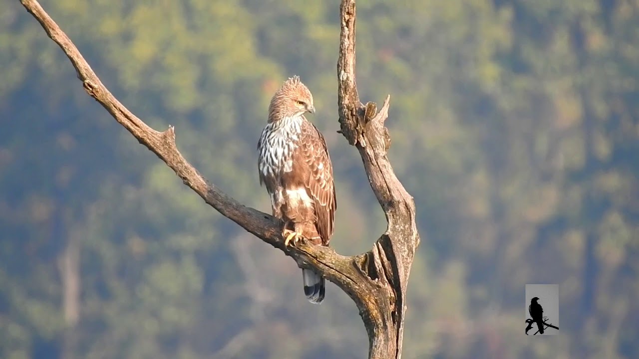 The changeable hawk-eagle or crested hawk-eagle in natural habitat.