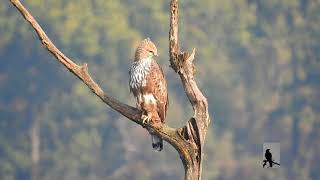 The changeable hawk-eagle or crested hawk-eagle in natural habitat.