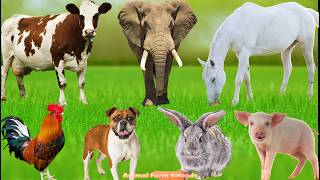 Amazing Animal Sounds: Elephant, Dog, Duck, Pig, Goat, Cat, Sheep – Animal Sounds screenshot 4