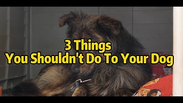 3 Things You Shouldn’t Do To Your Dog