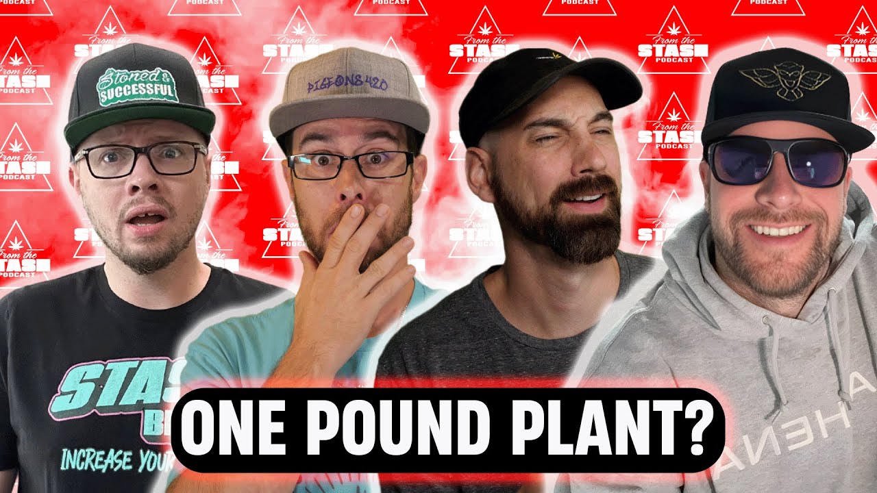 Best Screen Of Green Techniques For MASSIVE Yields! - From The Stash Podcast Ep.187