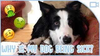 Why Is My Dog Being Sick?