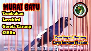 Murai batu medan gacor full isian kenari cililin @kkmkicau5758@macetjadigacor1