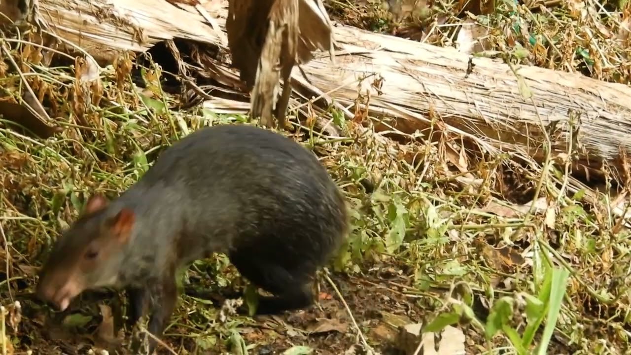 Dasyprocta punctata (Gray, 1842)