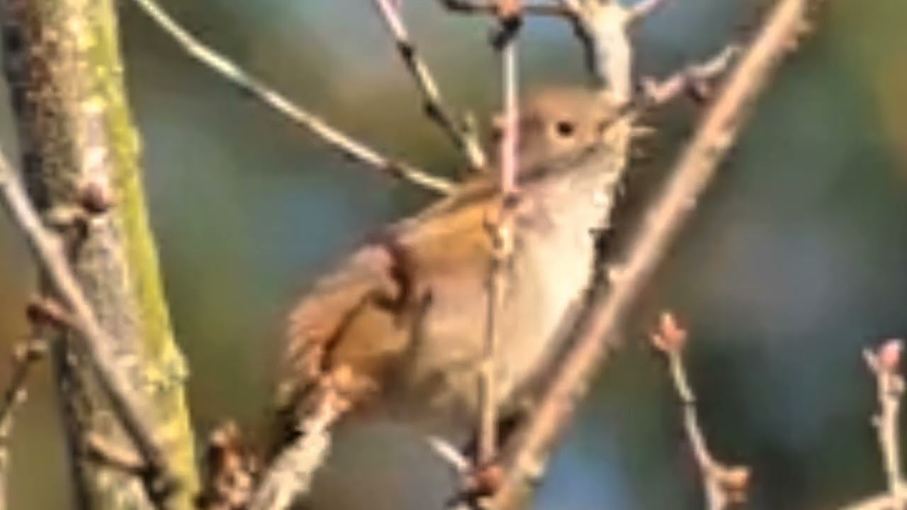 Họa mi già rừng hót luyến láy nhiều giọng/ Họa mi mái xùy kích thúc trống mạnh bạo/ Họa mi hót căng