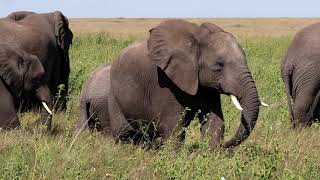 Serengeti Safari Episode 8 - Naabi Series - It's a Wrap!