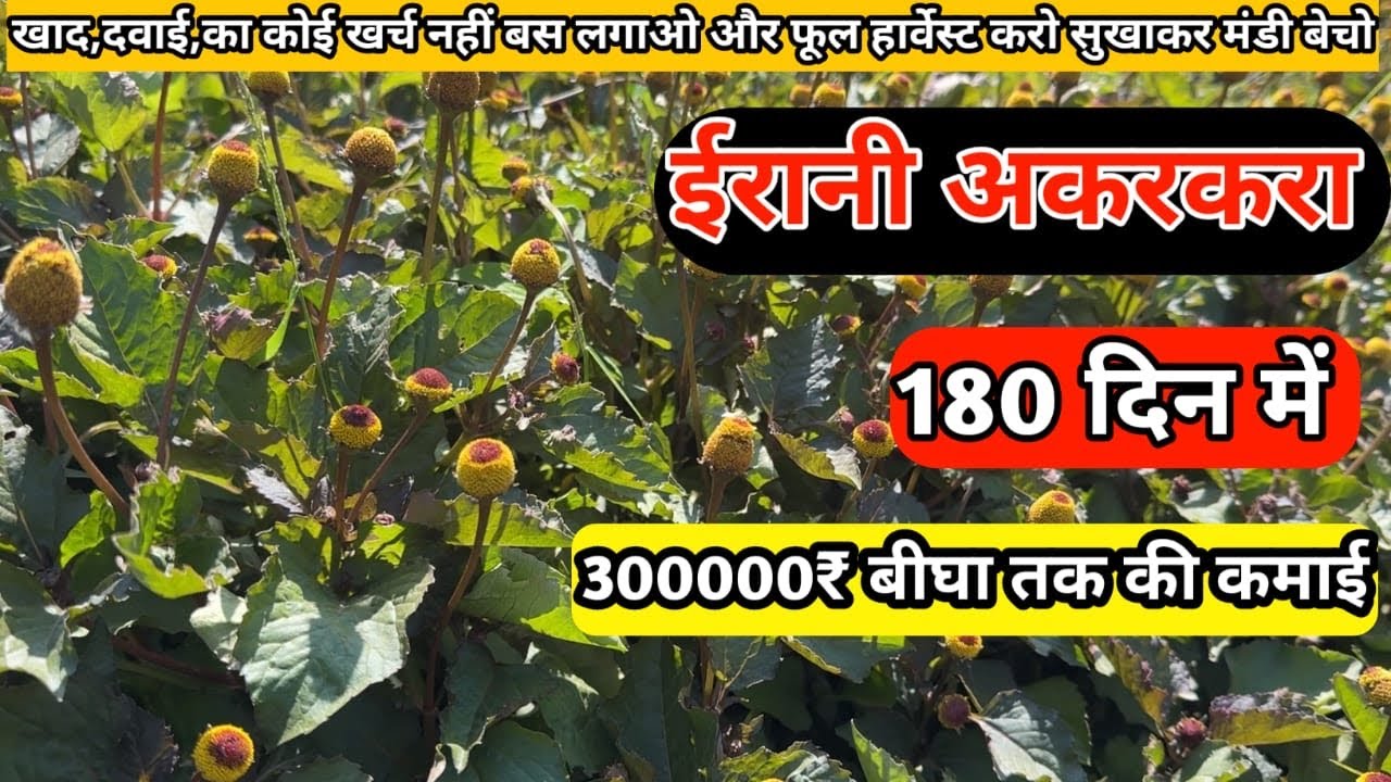 ईरानी अकरकरा की खेती 6 महीने में 300000₹ तक कमाए | Medicinal Herbs Farming | Profitable Farming 