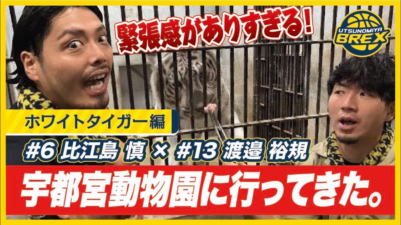 プロバスケ選手が動物園で飼育員体験！〜緊張感ありすぎ！！ホワイトタイガー編〜