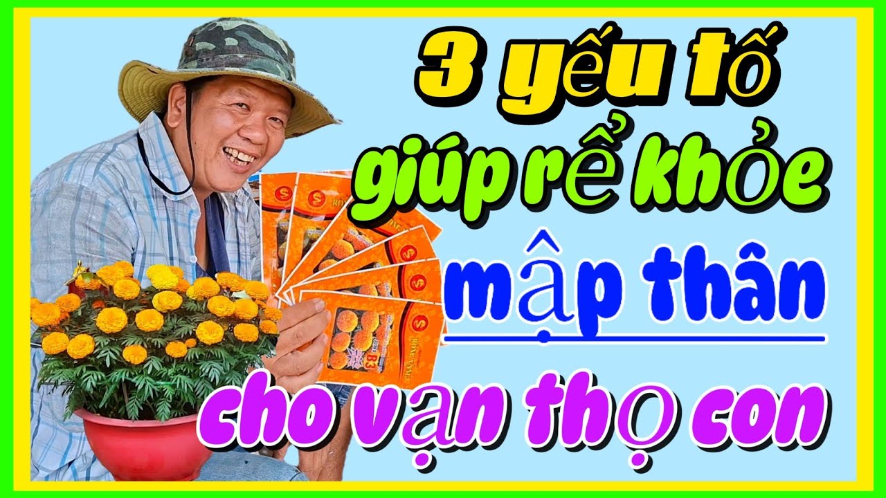 3 yếu tố chính giúp cho vạn thọ con mập thân rể khỏe mau lớn