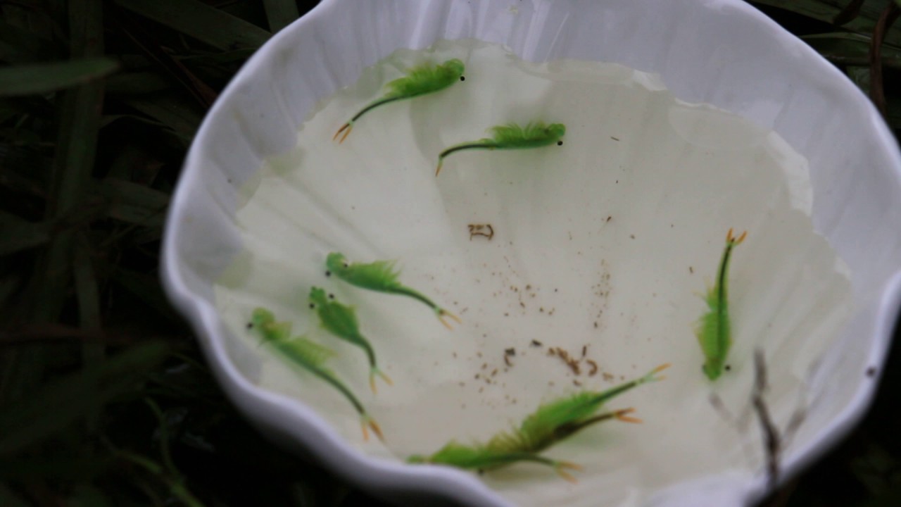 向天蝦 豐年蟲 陽明山向天池 Youtube