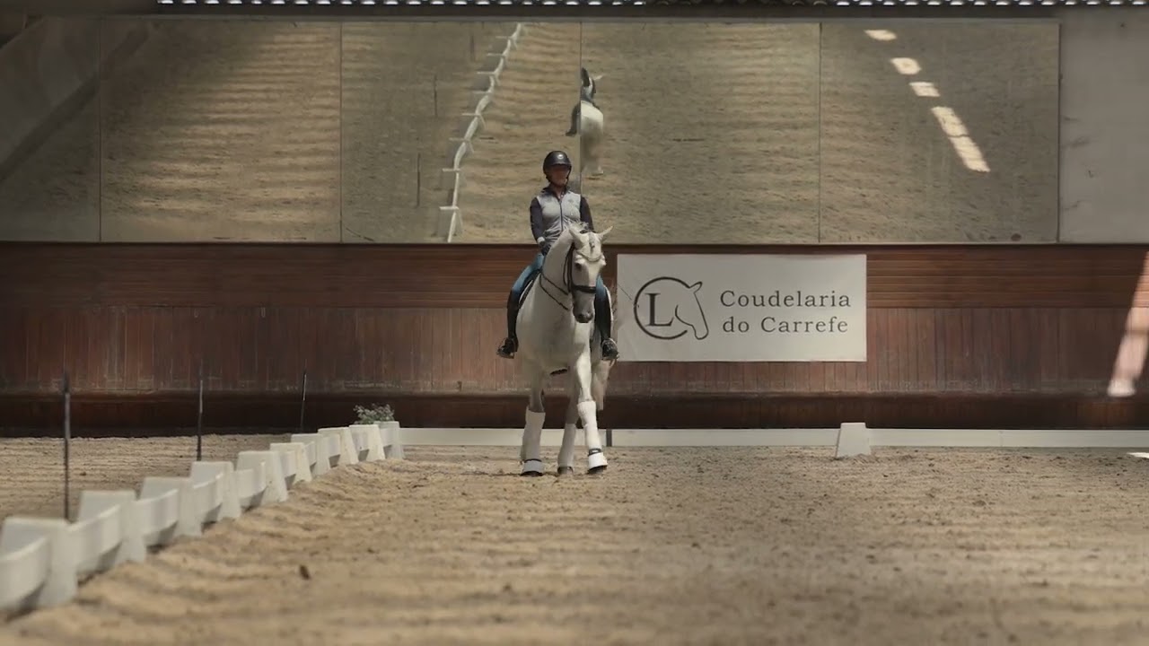 Grand Prix horse: Lusitano Stallion Guhapo