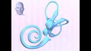 The Vestibular System Endolymph Motion Demonstration #2