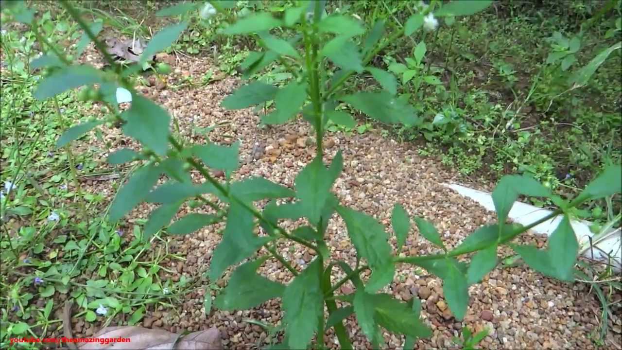 Medicinal Plant Scoparia Dulcis Goatweed Licorice Weed YouTube