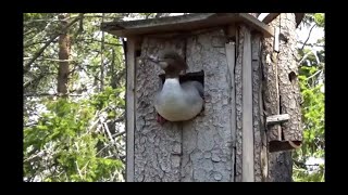 Goosander nesting. One egg aborted by mother must see! Mergus merganser Storskrake i holk