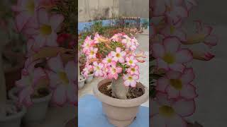 ADENIUM PLANT #gardening #flowers #adenium #adeniumcare #desertrose #plants #repoting #pruning