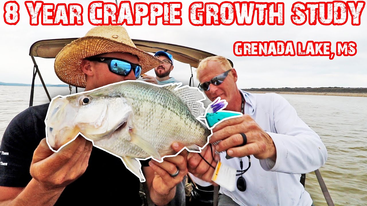 HOW FAST DO CRAPPIE GROW?!? 8-YEAR STUDY ON GRENADA LAKE, MS 