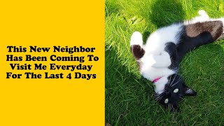 ‘Catspotting’ - 50 Of The Best Unexpected Encounters With Cats- Cute cat