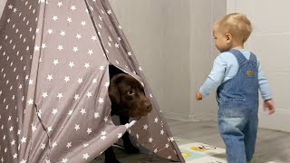 Baby Boy Can't Find His Dog! Cutest Reaction!