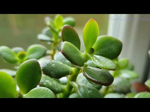 Jade plant(LuckyPlant)कभी नही होगा खराब बस 4 बातें रखें ध्यान