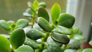 Jade plant(LuckyPlant)कभी नही होगा खराब बस 4 बातें रखें ध्यान