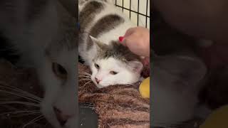 Video of adoptable pet named Riley (FCID# 04/10/2026 - 103)