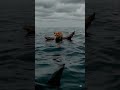 "POV: Your Cat Just Dreamed of Getting Eaten by a Shark 🦈💤" #cat