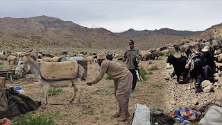 Nomadic Family Daily Life in Iran | Traditional Sheep Milking &amp; Mountain Night Camping