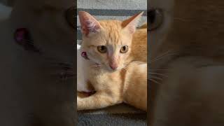 #pets #funny #animals #cats #shortsvideo #shortvideo #share #dogs #kitten #shorts #short