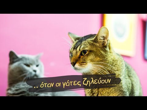Βίντεο: Γιατί η γάτα σε ποδοπατά με τα πόδια της