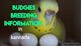 Budgies breeding information in kannada