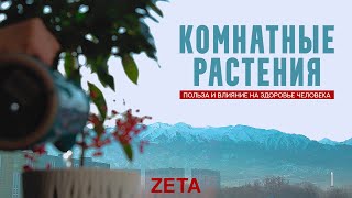 Комнатные растения. Польза и влияние на здоровье человека (ZETA)