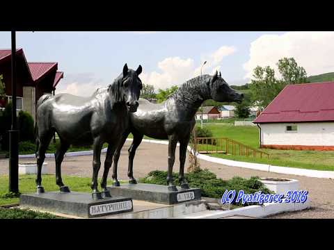 Терский конезавод