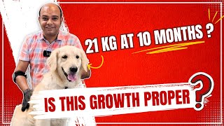 Golden Retriever - 21 KG at 10 Months | Is This Growth Proper? By Baadal Bhandaari