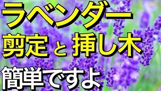 ラベンダーの剪定 ラベンダーの挿し木 植え替えの方法 簡単にできる裏技 テクニックを伝授します Youtube