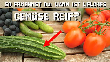 Wie erkennt man ob eine Zucchini reif ist?