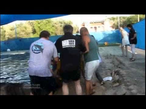 Dolphin Rescue - Tom and Misha