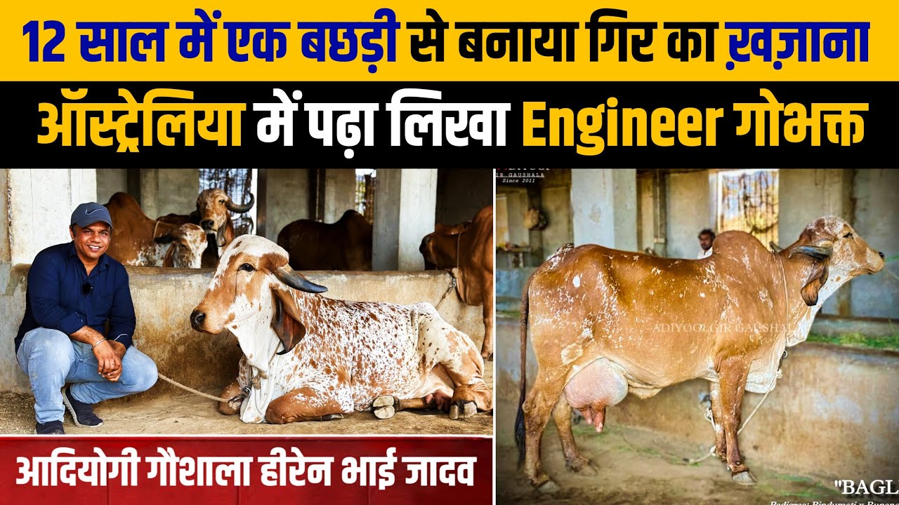 Вы будете поражены, увидев молочную ферму Гир, принадлежащую инженеру из Австралии. || Адийоги Га...