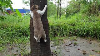 Good Morning 3 Cats Beautiful Day After Rain