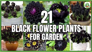 21 Best Black Flower Plants for Garden | Black Flower Plants Identification | Plant and Planting