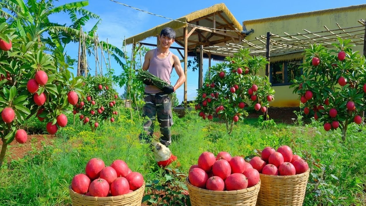 Chairman Trieu Harvests Sapodilla,Yardlong Beans,Dill To Sell At The Market,Happy With The Lush Farm
