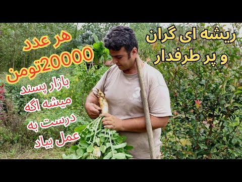 کاشتن ترب و توضیح کامل در خصوص زمان و نیازهای این محصول با ارزش شد